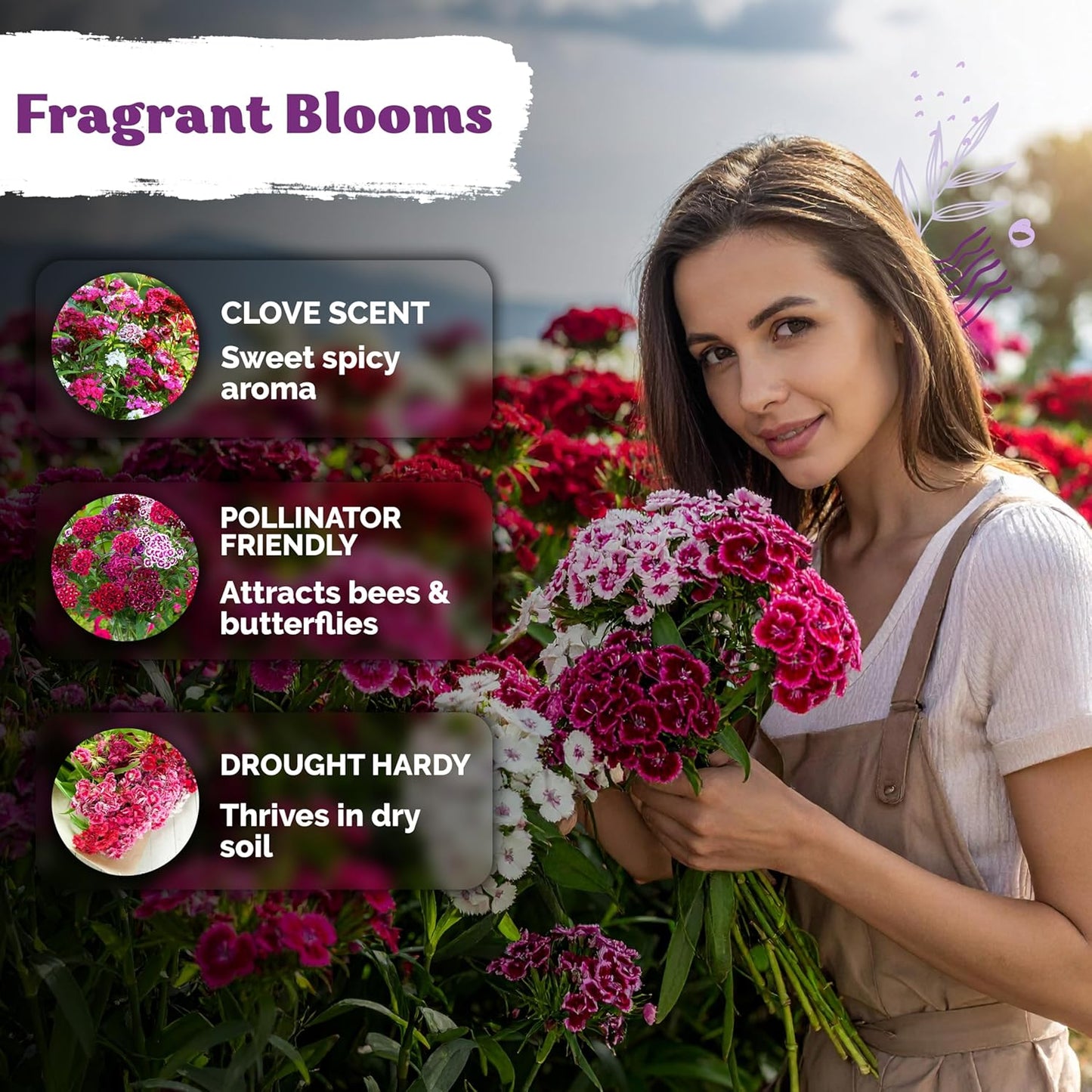 KVITER 5000 Sweet William Seeds - Organic Heirloom Clove-Scented Perennial Flower Seeds for Indoor & Outdoor Planting