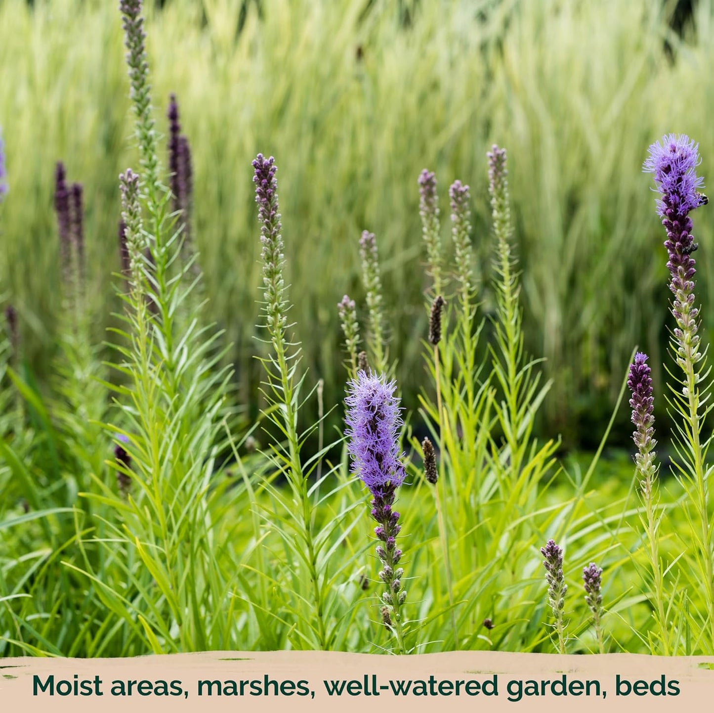 KVITER Blazing Star Flower Seeds - Heirloom Non-GMO Gayfeather Pollinator Mix | 200 Perennial Seeds for Native Landscapes
