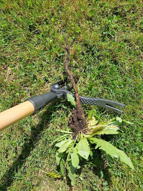 Edward Tools PullPro Long Handle Weed Puller - 48" Heavy-Duty Hardwood with 4-Claw Steel Head | Easy Stand-Up Tool for Seniors