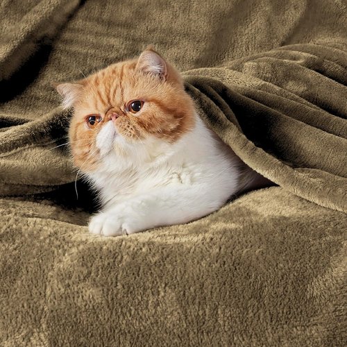 Bedsure GentleSoft Fleece Blanket - Lightweight Plush Cozy Twin Size Camel, 60x80 Inches for Bed & Travel