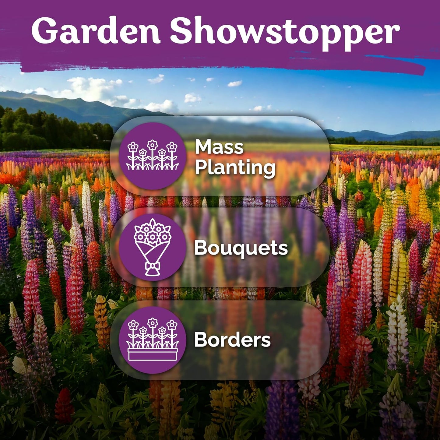 KVITER 250 Mix Russell Lupine Seeds - Heirloom Non-GMO Perennial Wildflower Seed Packets for Gardens & Meadows