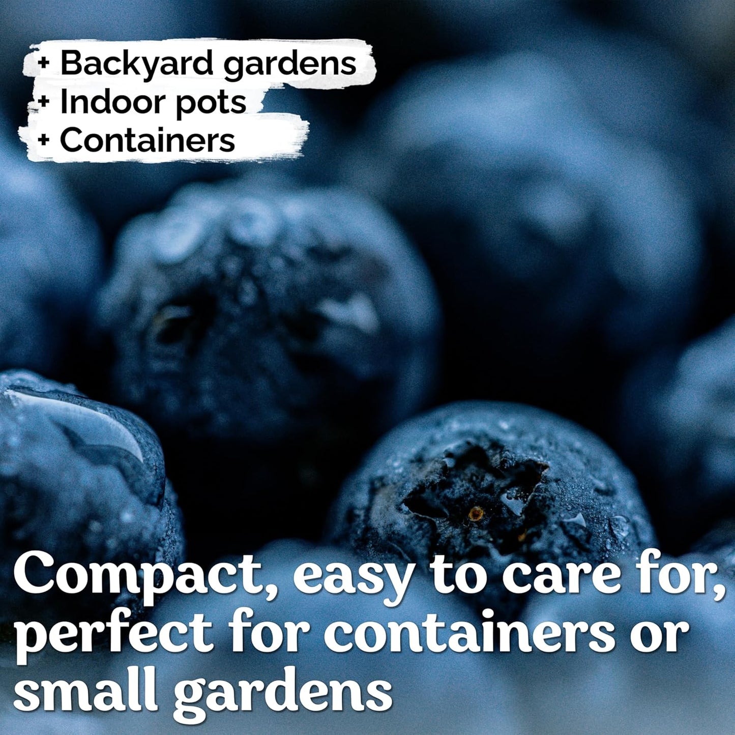 KVITER Blueberry Seeds - Sweet Dwarf Lowbush Heirloom Plant Seeds | Non-GMO Organic, 100 Count