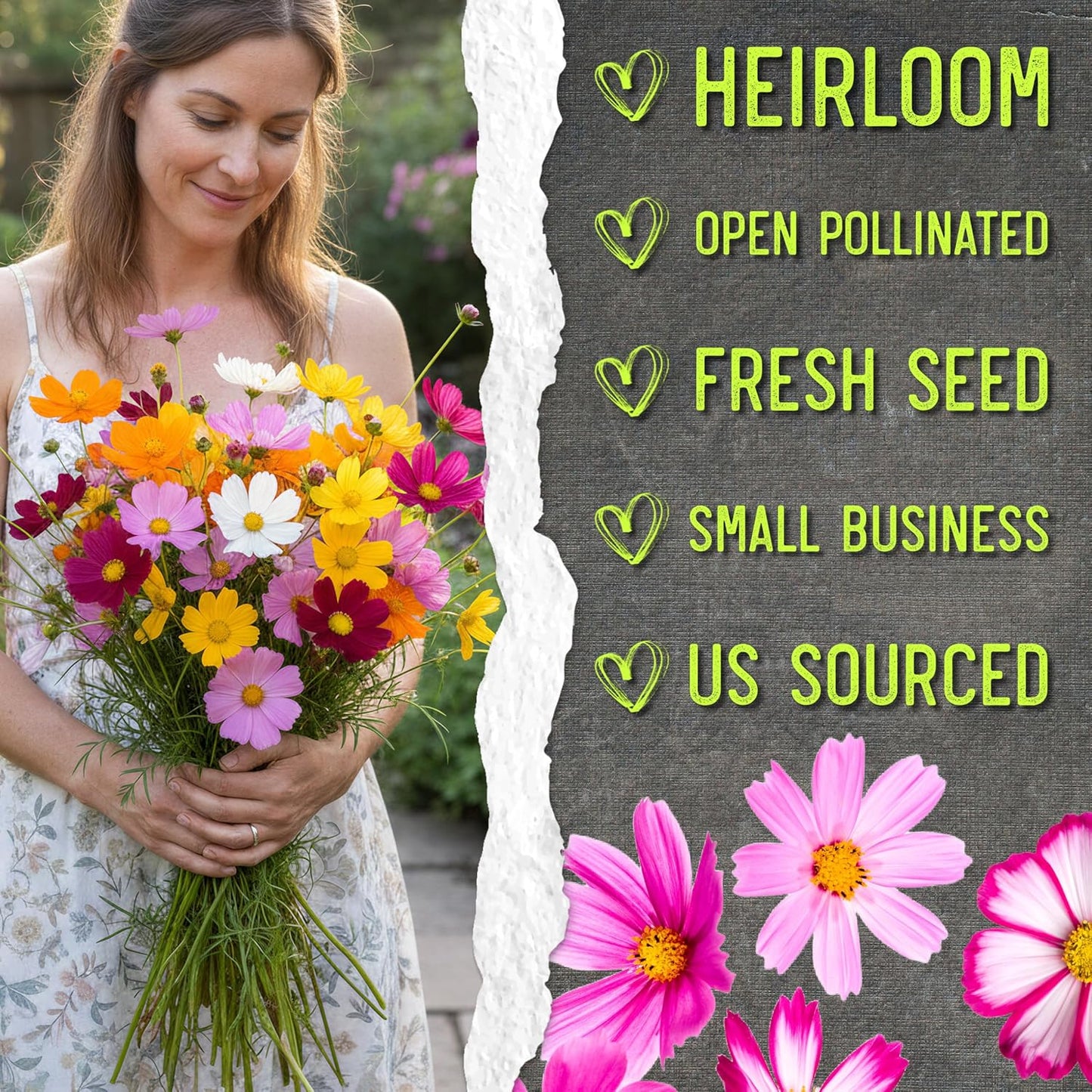 Seed Needs Cosmos Flower Seeds - Crazy Blend of 10+ Varieties | Open Pollinated & Untreated | Resealable Packaging