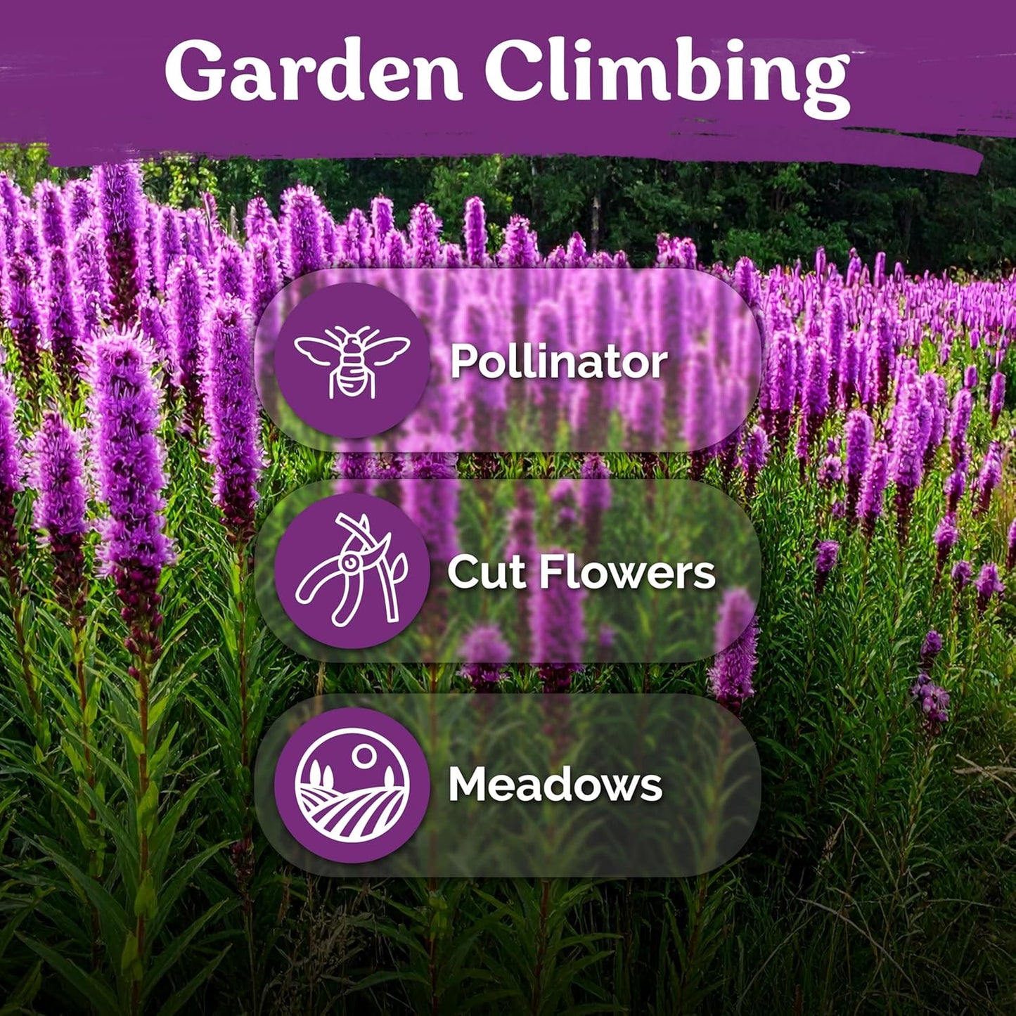 KVITER 600 Marsh Blazing Star Seeds - Heirloom Liatris Spicata for Vibrant Perennial Gardens