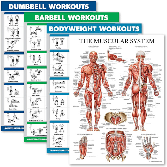 Palace Learning 4 Pack - Laminated Muscle Workout Charts for Dumbbell, Barbell & Bodyweight (18" x 24")