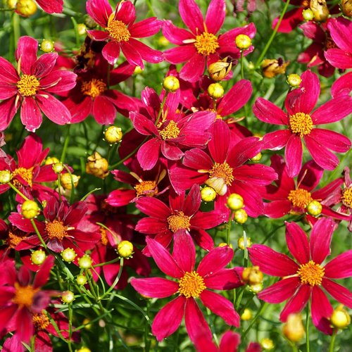 Coreopsis | 2000+ Non-GMO Dwarf Wild Flower Seeds for Outdoor Planting - Perennial Blooming Garden