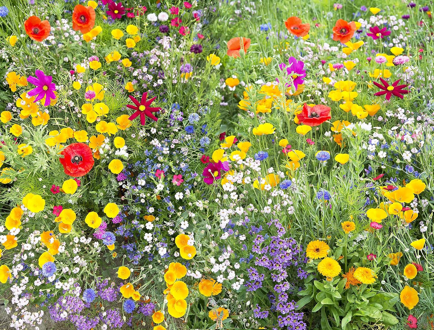 Perennial Wildflower Seeds - 100,000 Non-GMO Seeds for Hummingbird & Butterfly Gardens | 25 Varieties