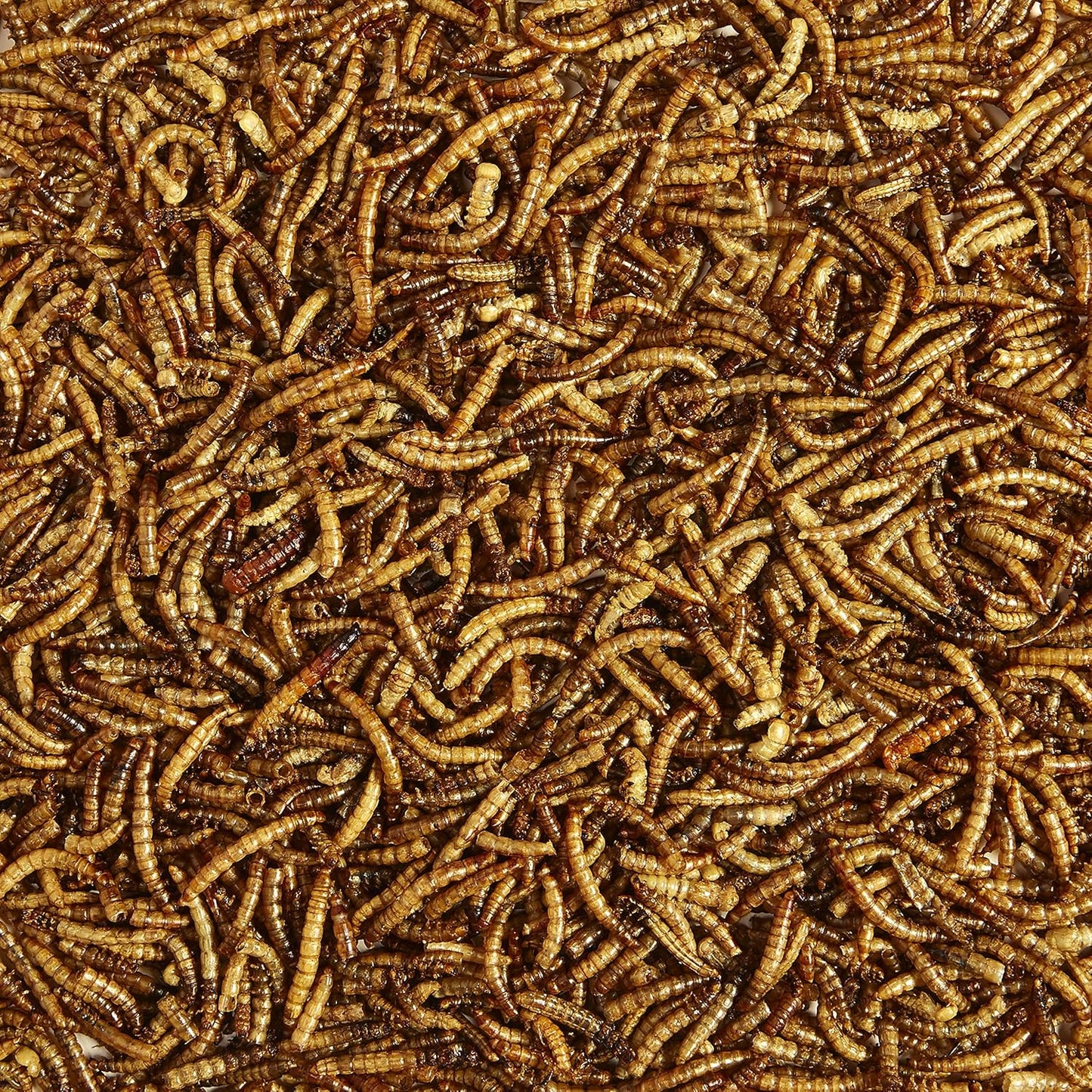 Kaytee Wild Bird Food - Mealworms for Bluebirds, Wrens, Robins & More | 3.5 Ounce Pack