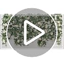 Artificial Eucalyptus Garland with White Roses - 4 Pack, 1.8m Length